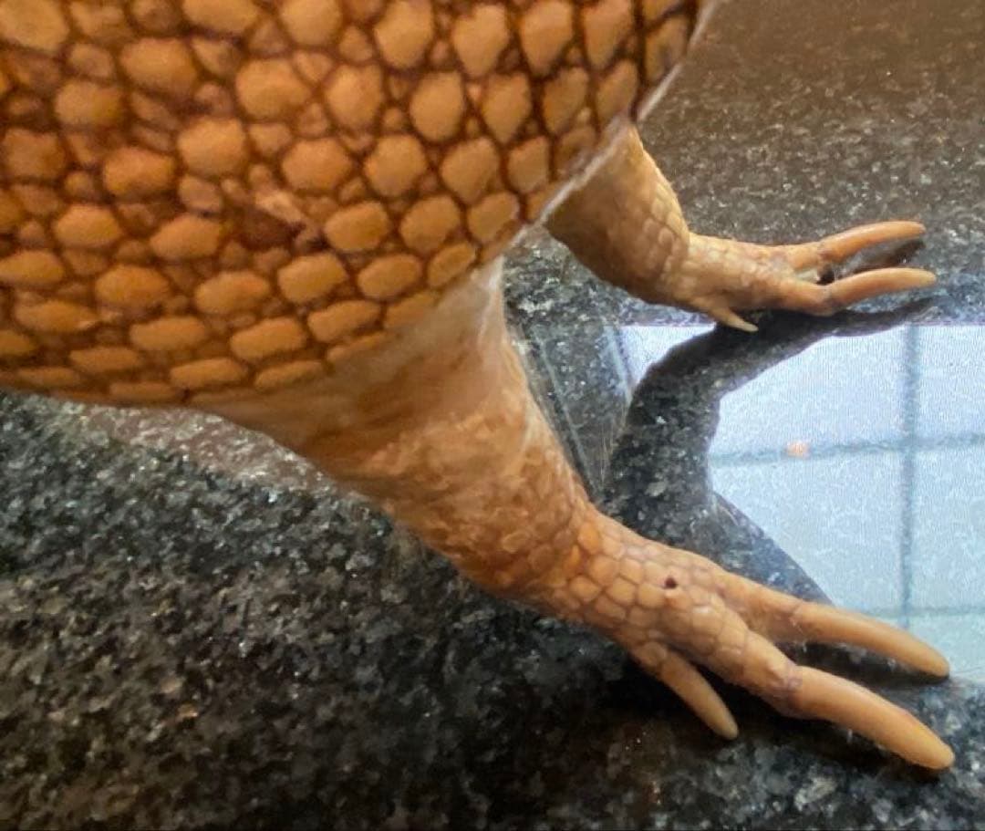 アルマジロ剥製 置物 インテリア 置き物 哺乳類 被甲目 標本 オブジェ 珍獣