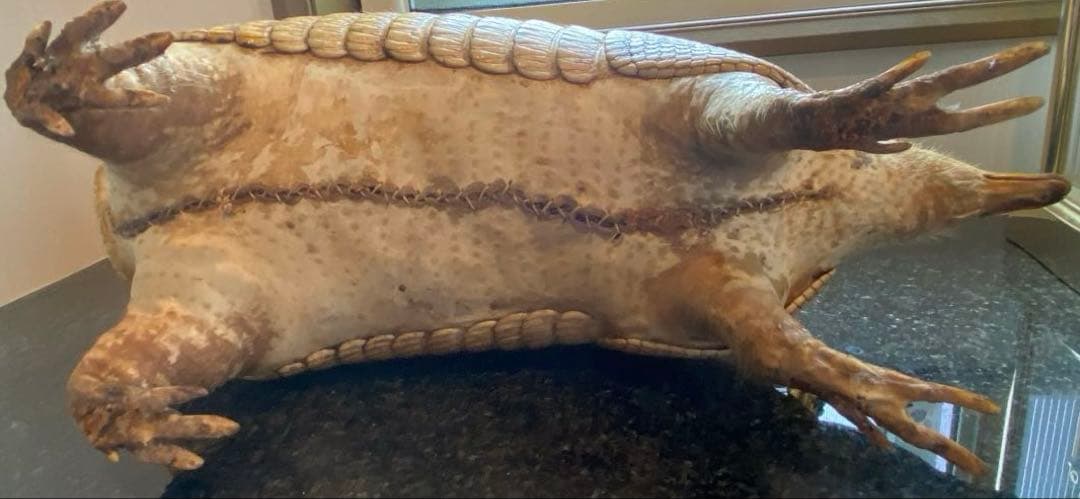 アルマジロ剥製 置物 インテリア 置き物 哺乳類 被甲目 標本 オブジェ 珍獣