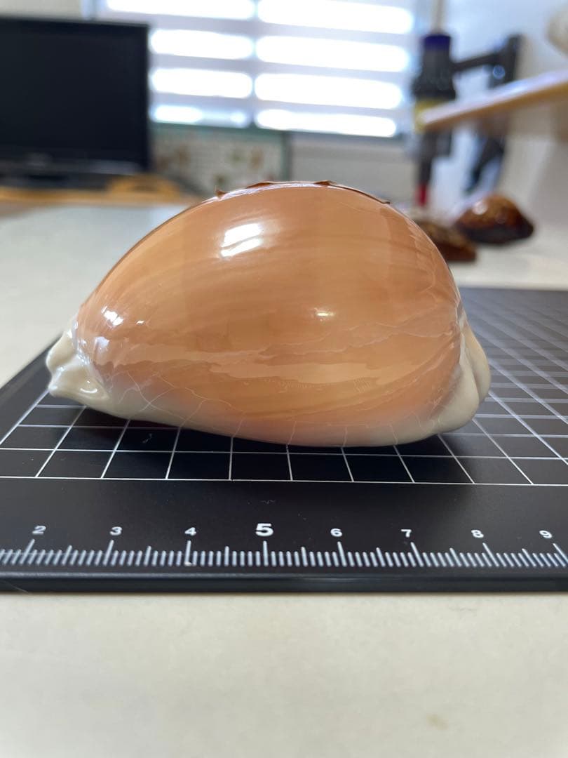 ナンヨウダカラ　貝殻　標本