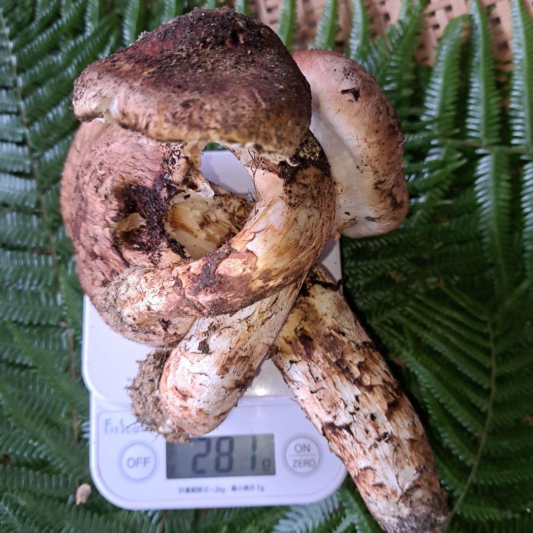 広島県産松茸　281g　虫食いあり　 ラスト1品