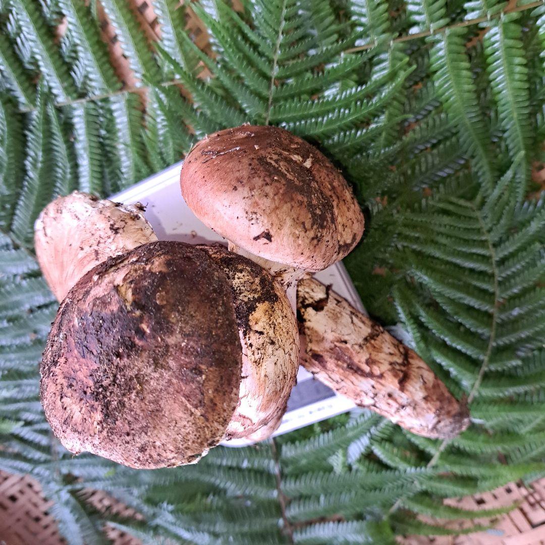 広島県産松茸　281g　虫食いあり　 ラスト1品