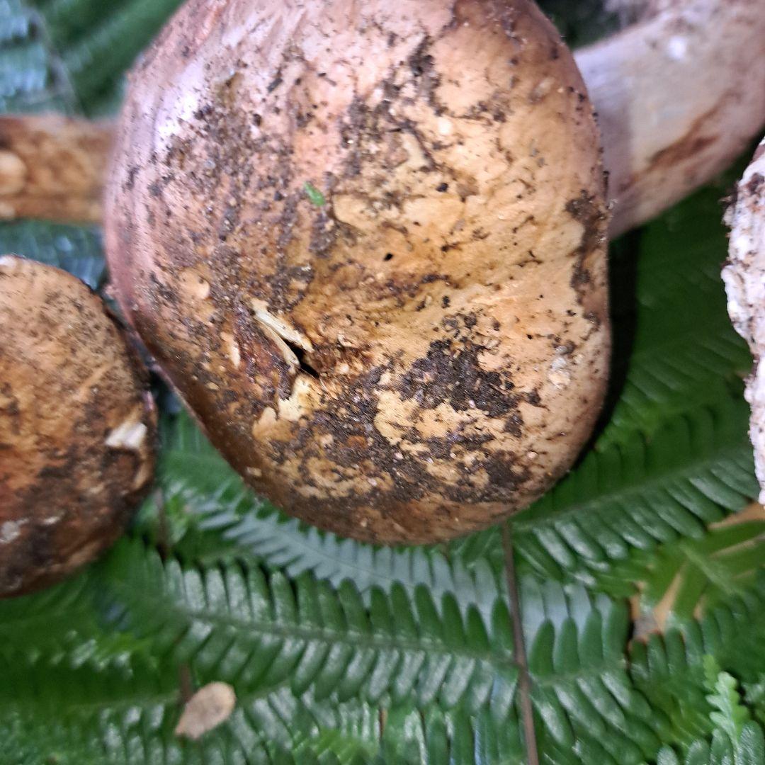 広島県産松茸　281g　虫食いあり　 ラスト1品