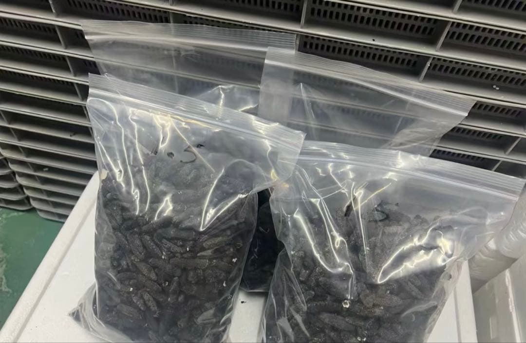 関西　乾燥ナマコ　海鼠　 Aランク　500g