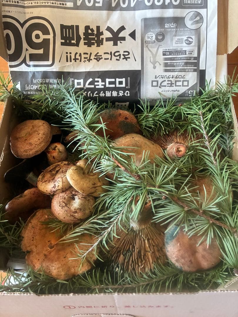 岩手県産　天然初茸　1100g