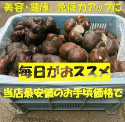 業務用 最安値 石川県 加賀 丸いも ワケあり 小玉 10キロ (山芋)