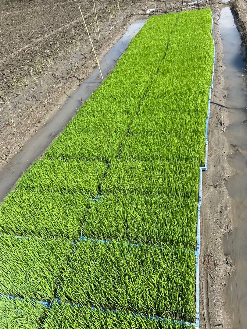 Natural farming 自然栽培玄米 知育 レッジョエミリア教育 食養生