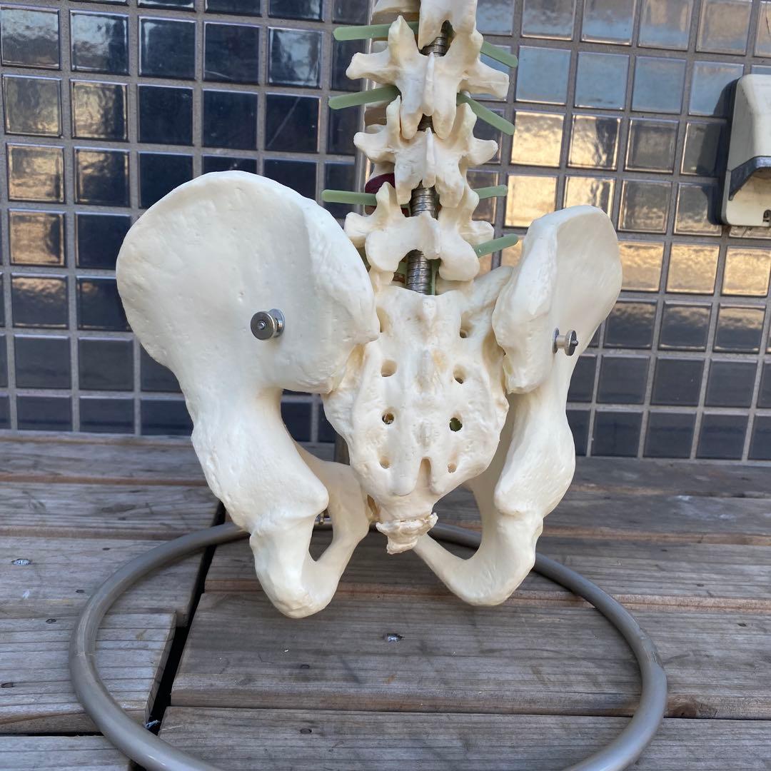人体模型 脊柱骨格 スタンド付き ヴィンテージオブジェ 標本 置物
