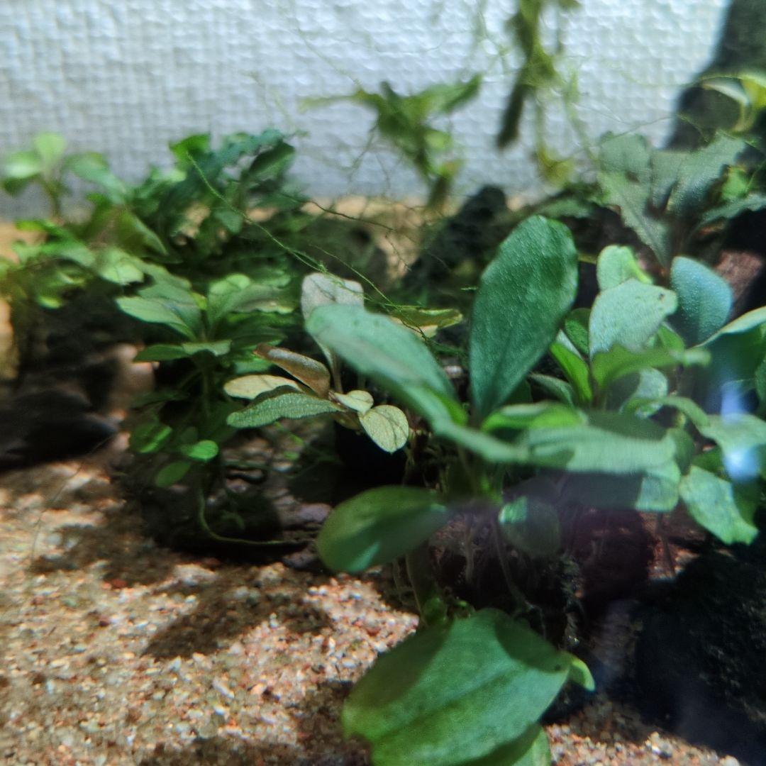 ブセファランドラ　写真のものすべて　水中葉　引退出品