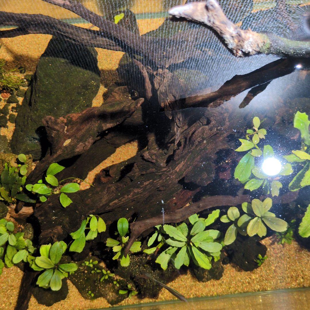 ブセファランドラ　写真のものすべて　水中葉　引退出品