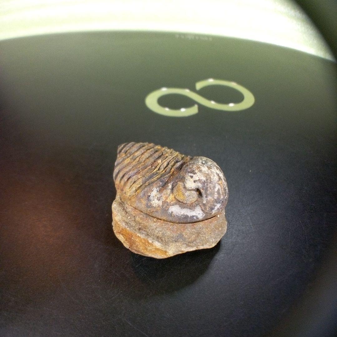 三葉虫　化石　fossil　ボリビア産　trilobite　南アメリカ化石郡⑦