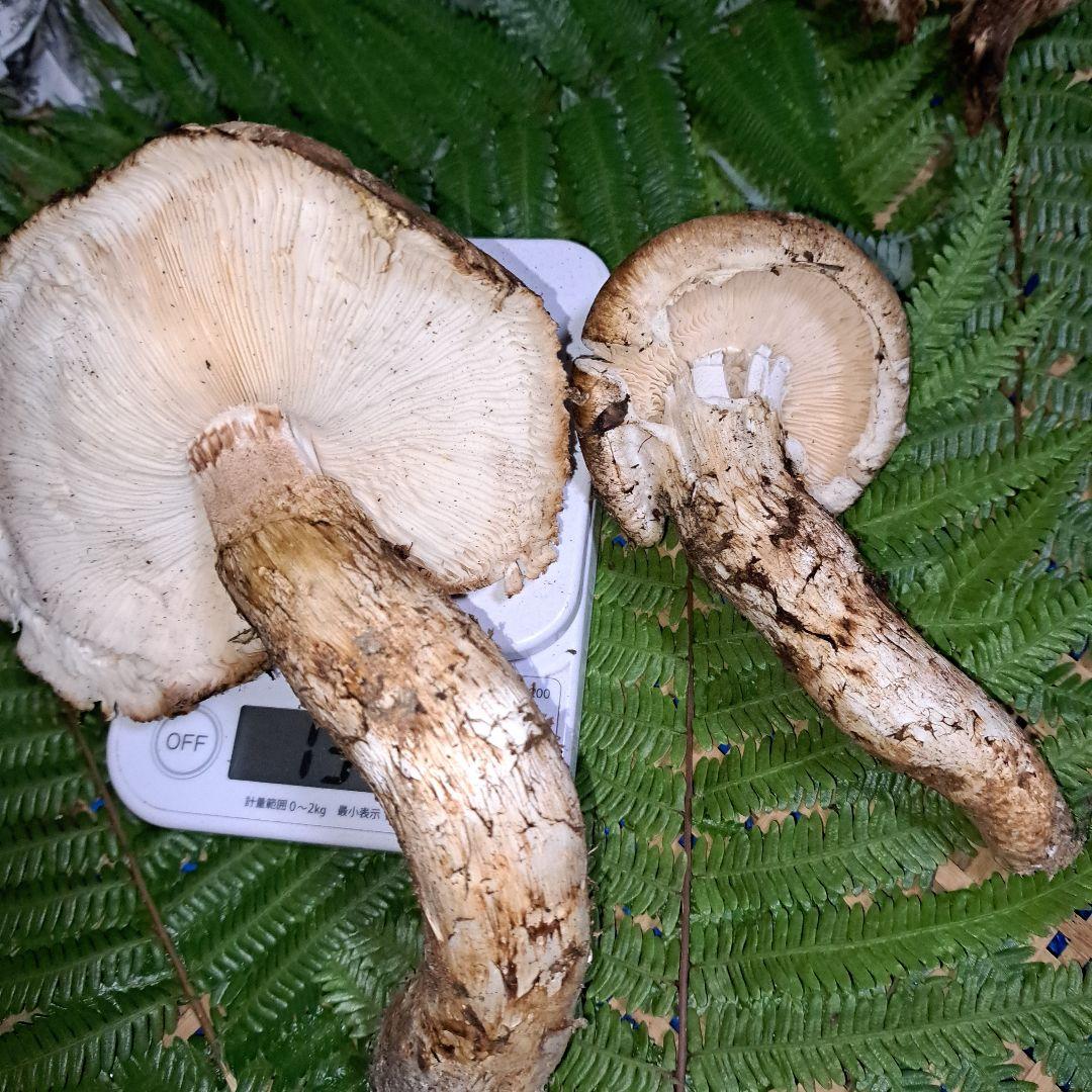 広島県産松茸　233g