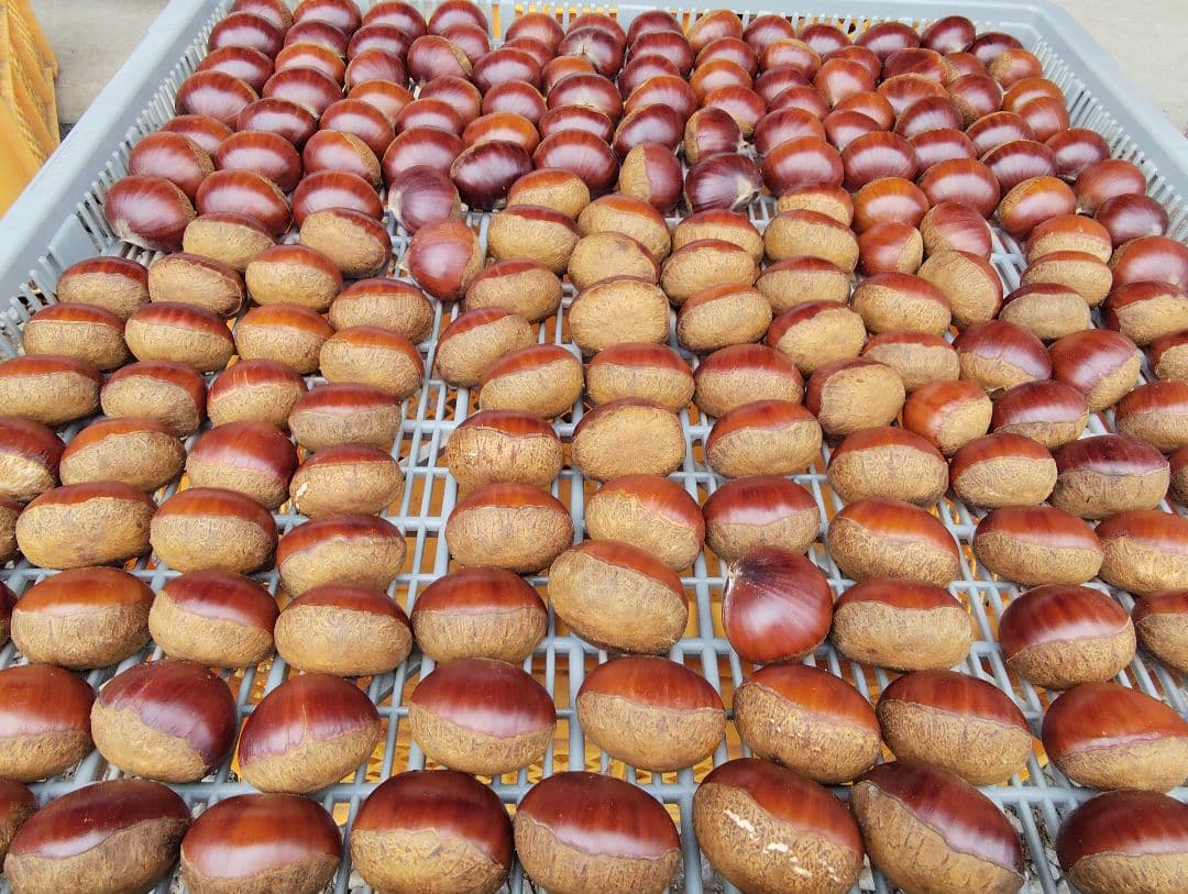 【どんぐり（10/2）】栗　茨城県産　朝収穫　厳選　7kg