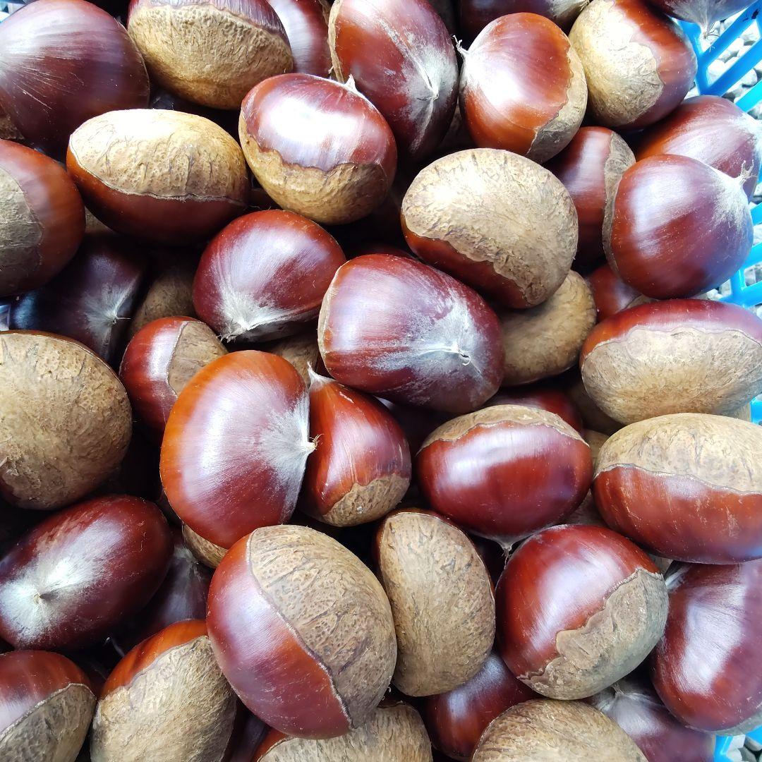 【どんぐり（10/2）】栗　茨城県産　朝収穫　厳選　7kg