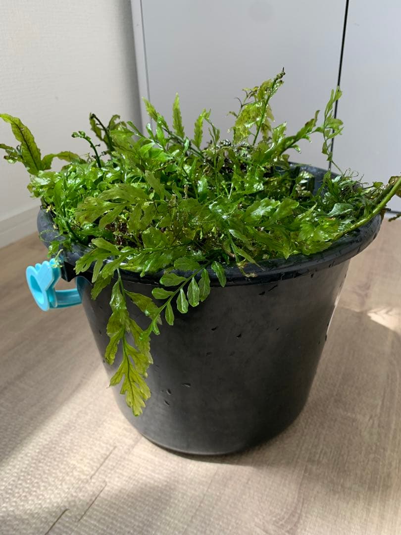 ボルビティスヒュディロティ山盛りセット