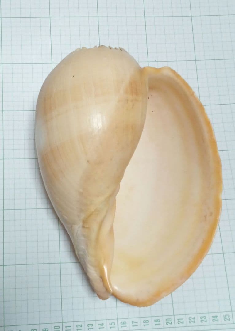 貝殻標本　ヤシガイ