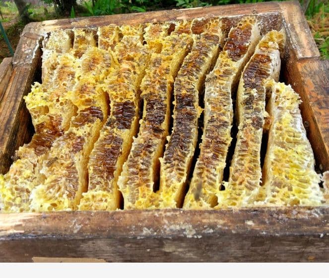 日本ミツバチ　2年蜜　天然蜂蜜（百花蜜)　　　　正味550g　2個入　1100g