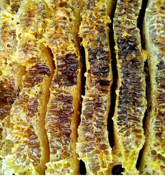 日本ミツバチ　2年蜜　天然蜂蜜（百花蜜)　　　　正味550g　2個入　1100g