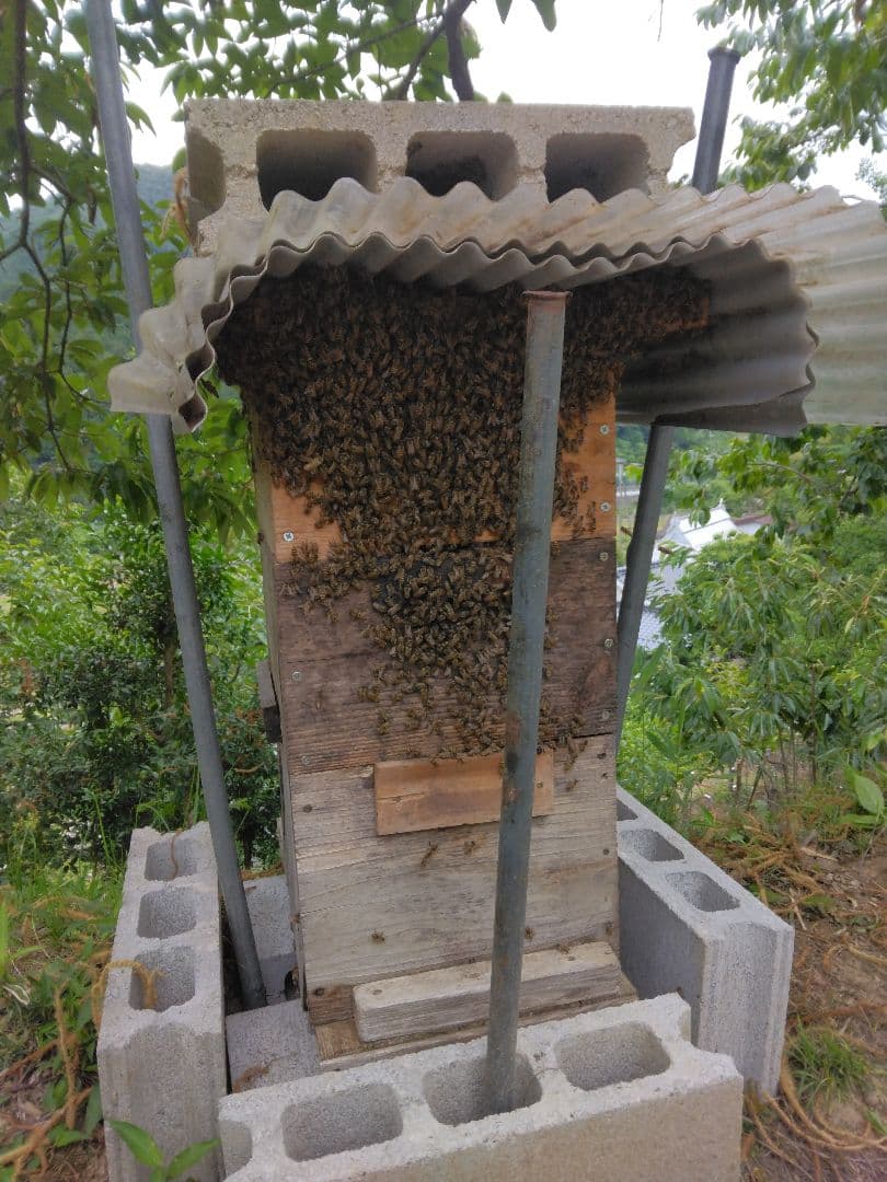 日本ミツバチ　2年蜜　天然蜂蜜（百花蜜)　　　　正味550g　2個入　1100g