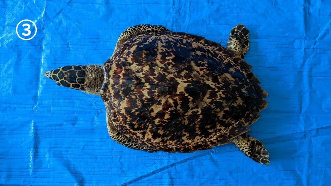 ③うみがめ〚タイマイ〛の剥製　 　壁掛けフックつき