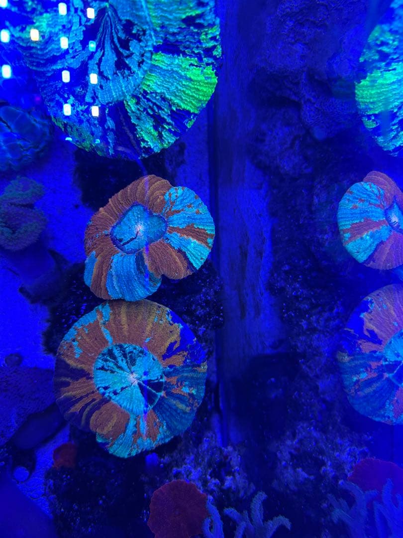 リポビタンD様　7種