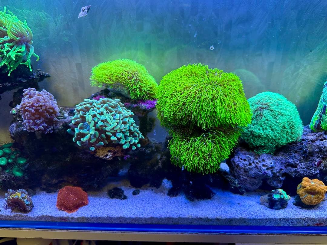 リポビタンD様　7種