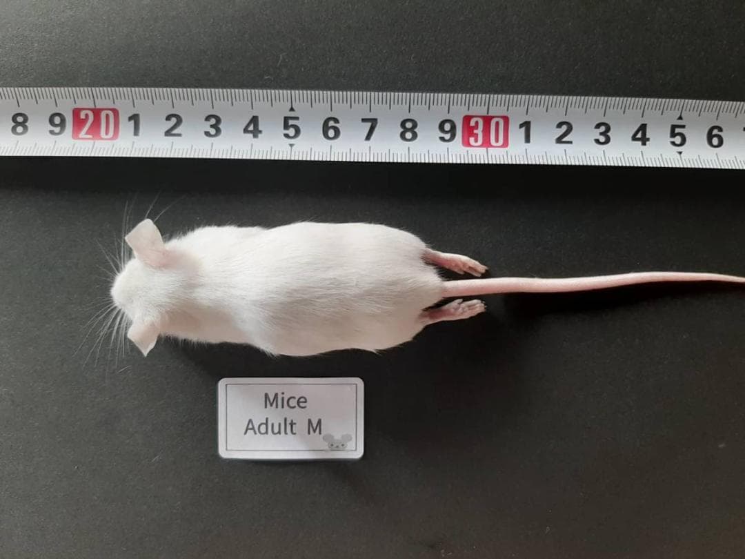 国産冷凍マウス アダルトM 100匹(一部地域発送不可)