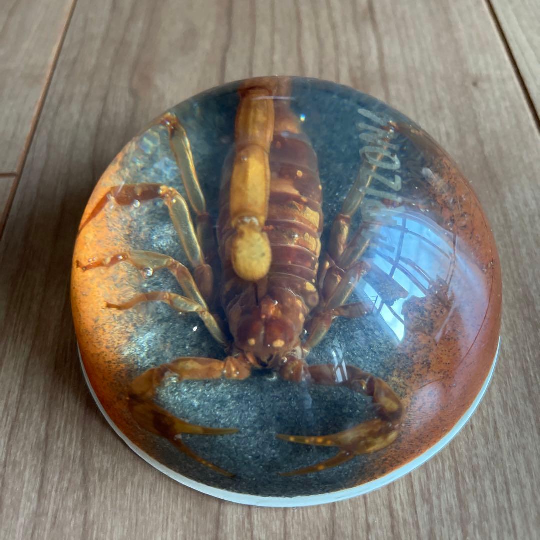 RIZON サソリの標本 直径約10cm アリゾナ製　アメリカ　1990年代