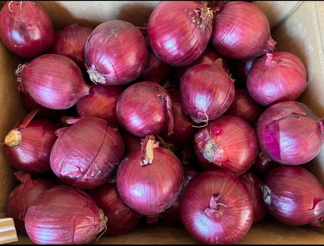 赤玉ねぎ S~Lサイズ 箱込み 20 キロ