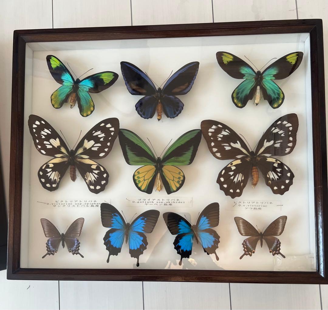 蝶の標本セット(最終値下げ‼️です！お早めに❣️)