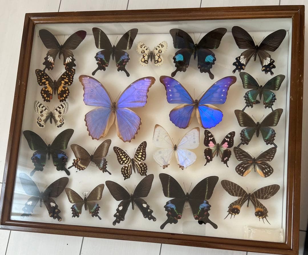 蝶の標本セット(最終値下げ‼️です！お早めに❣️)