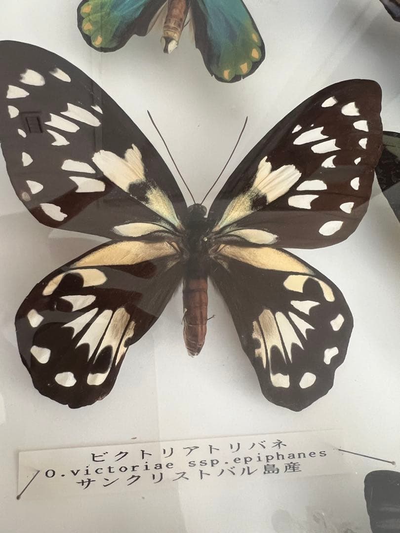 蝶の標本セット(最終値下げ‼️です！お早めに❣️)