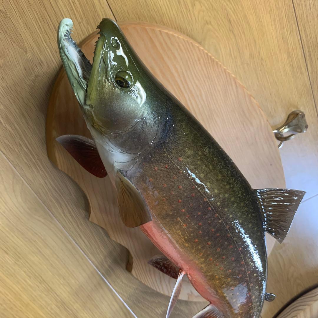 剥製　幅広ブルックトラウト三口シャクレ雄40センチ位 エフクラフト