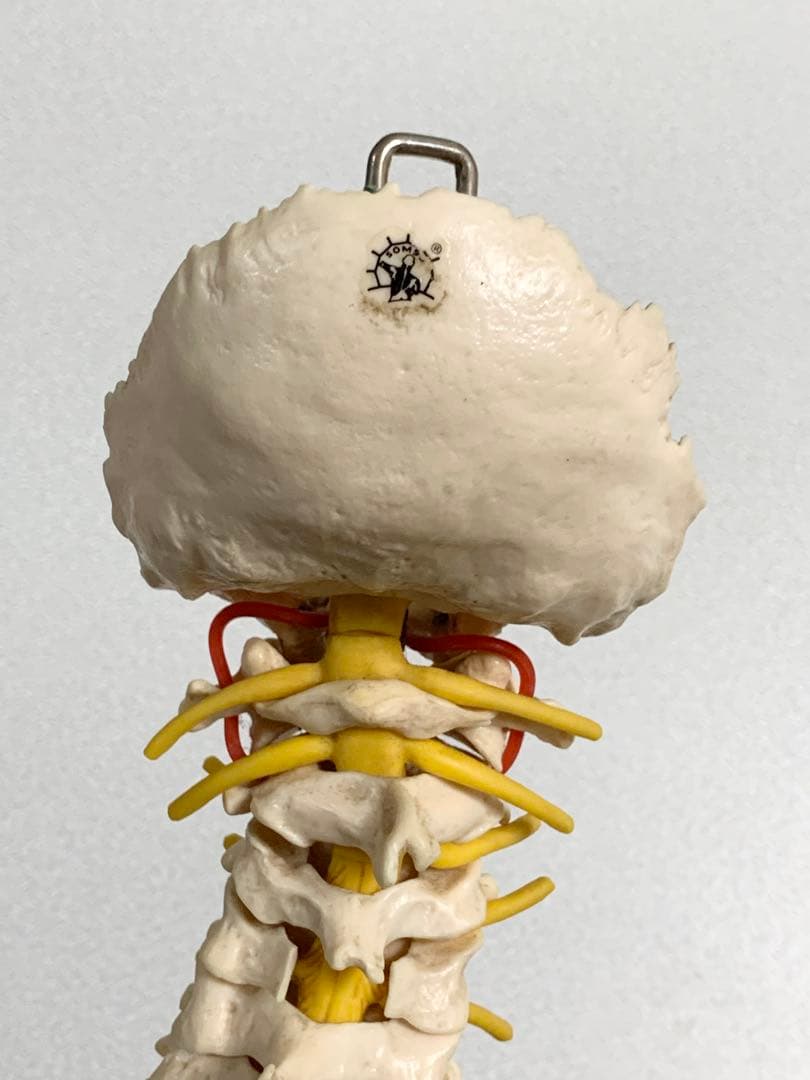 人体脊椎模型 可動式 約85cmカイロプラクティック 全健会 コタロウ ドイツ製