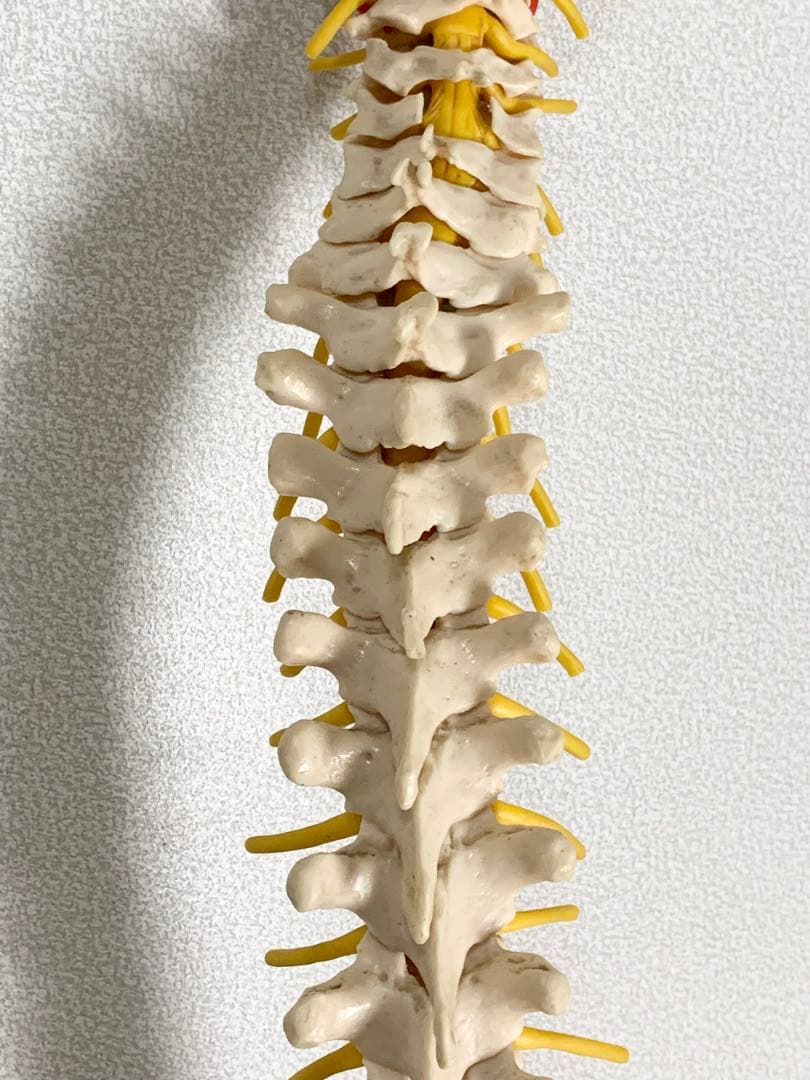 人体脊椎模型 可動式 約85cmカイロプラクティック 全健会 コタロウ ドイツ製