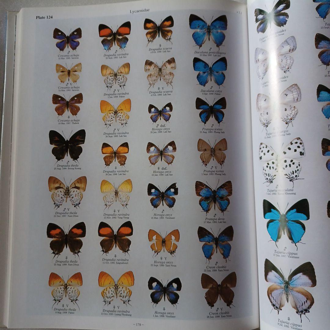 蝶の本　ラオス蝶類図譜