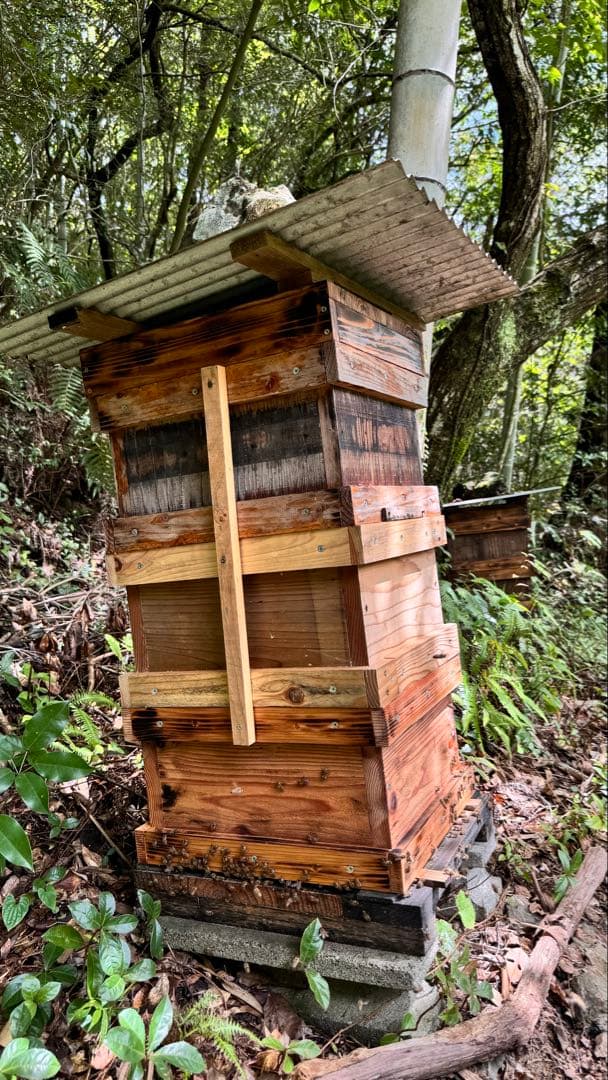 高知県産　百花蜜　たれ蜜　生はちみつ　無添加　非加熱　日本蜜蜂　純粋蜂蜜