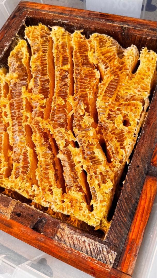 高知県産　百花蜜　たれ蜜　生はちみつ　無添加　非加熱　日本蜜蜂　純粋蜂蜜