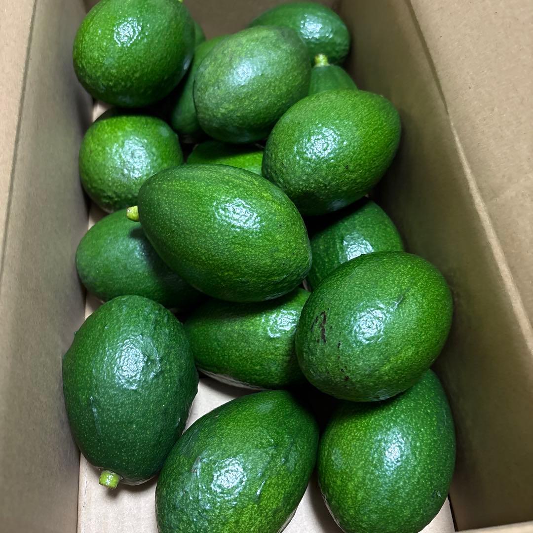 ＊中ぶり・傷物＊国産アボカド【ベーコン】(管理番号：6024）