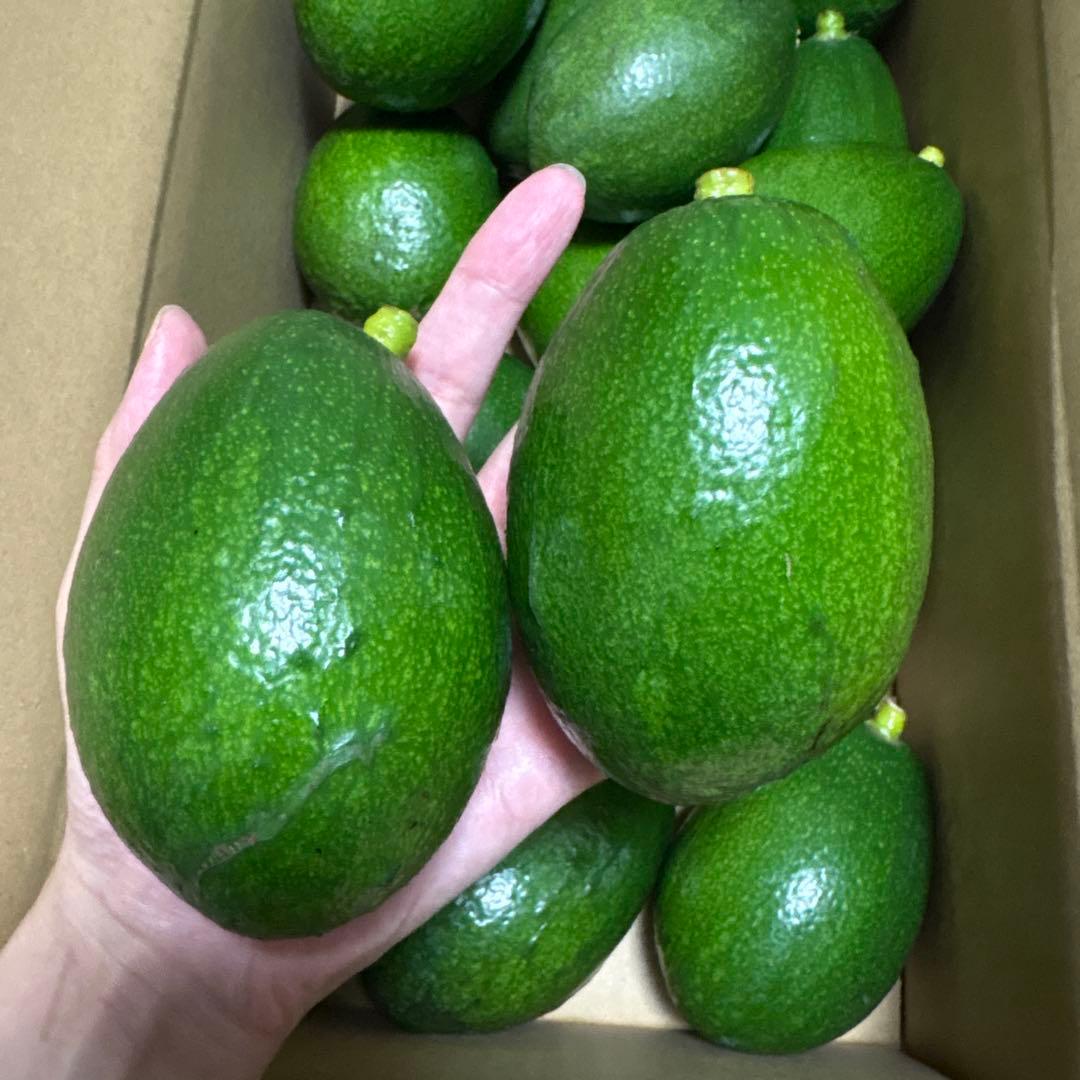 ＊中ぶり・傷物＊国産アボカド【ベーコン】(管理番号：6024）