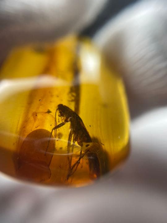 アンバー 琥珀  昆虫 コレクション 天然石 虫入り ゴキブリ 価値上がる 宝石