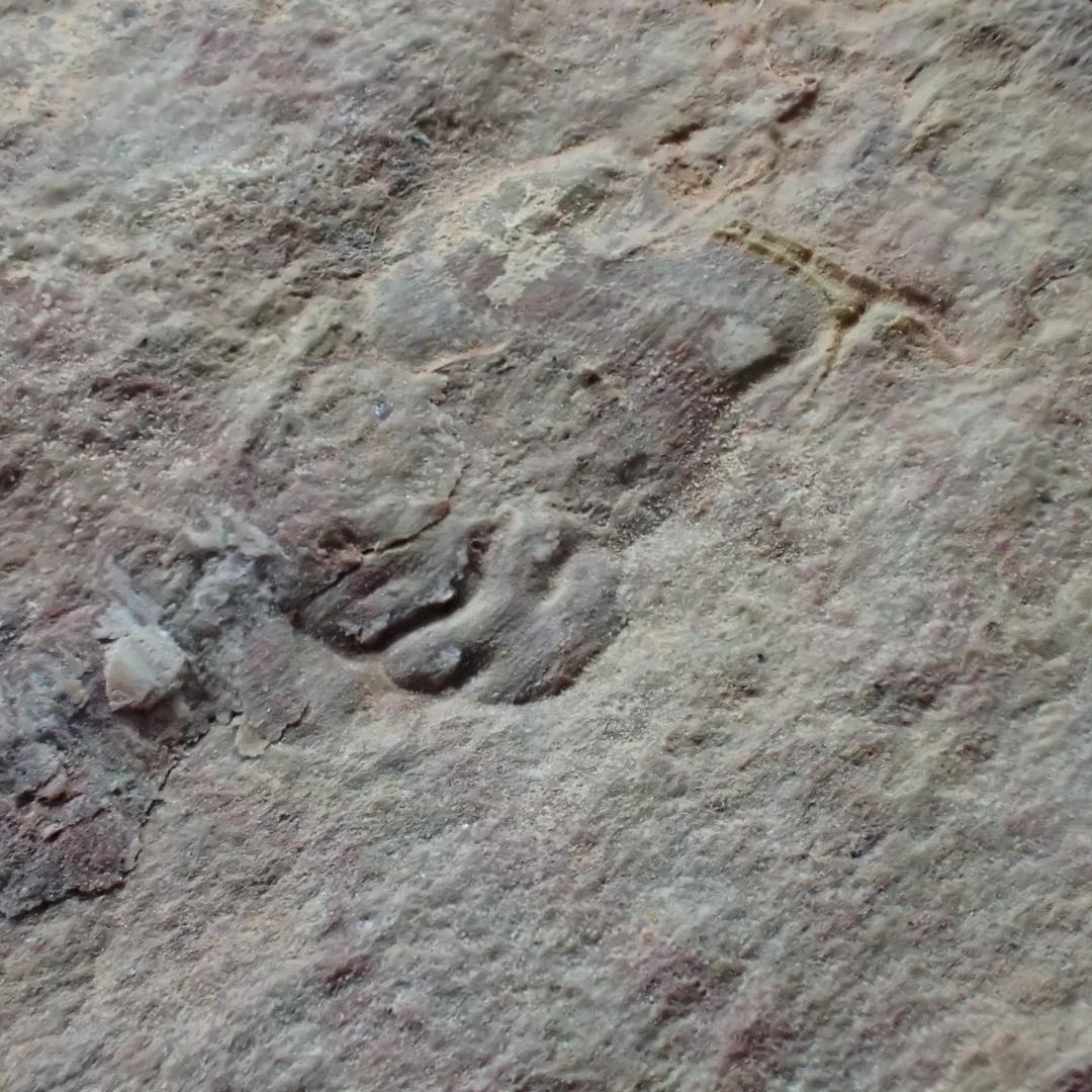 三葉虫の化石 閉鎖産地 オレネルス USA産 本物保証