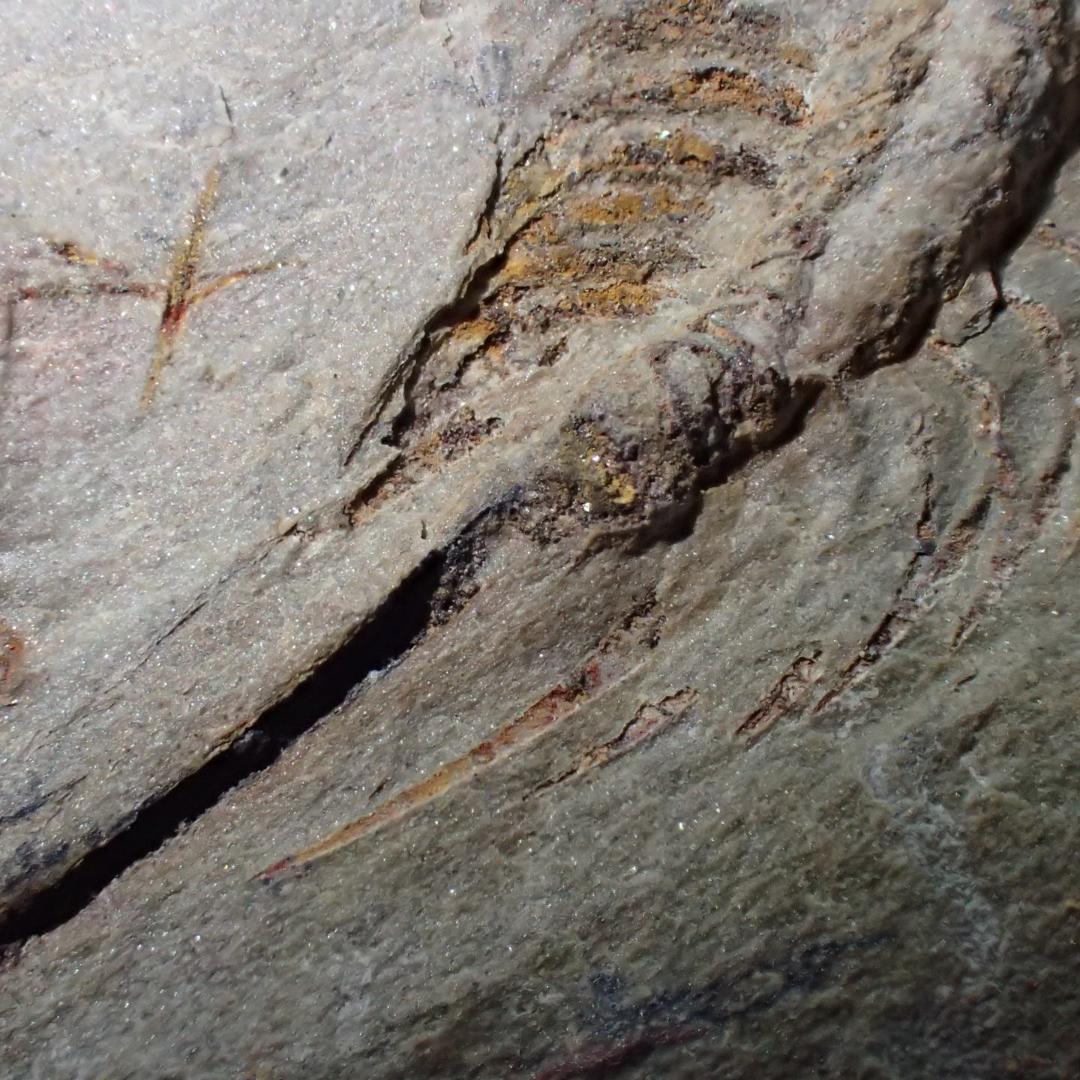 三葉虫の化石 閉鎖産地 オレネルス USA産 本物保証