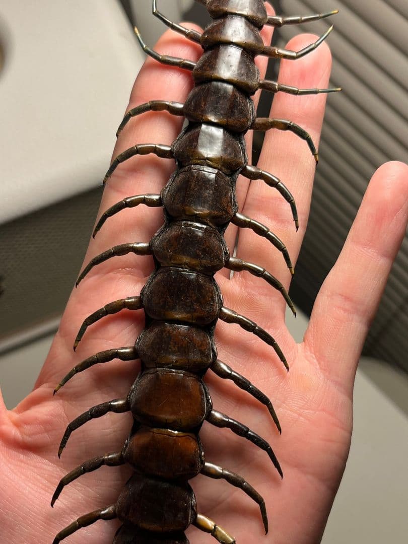 【蜈蚣最高峰】ベネズエラブラックジャイアントセンチピード 全長25cm厶カデ標本