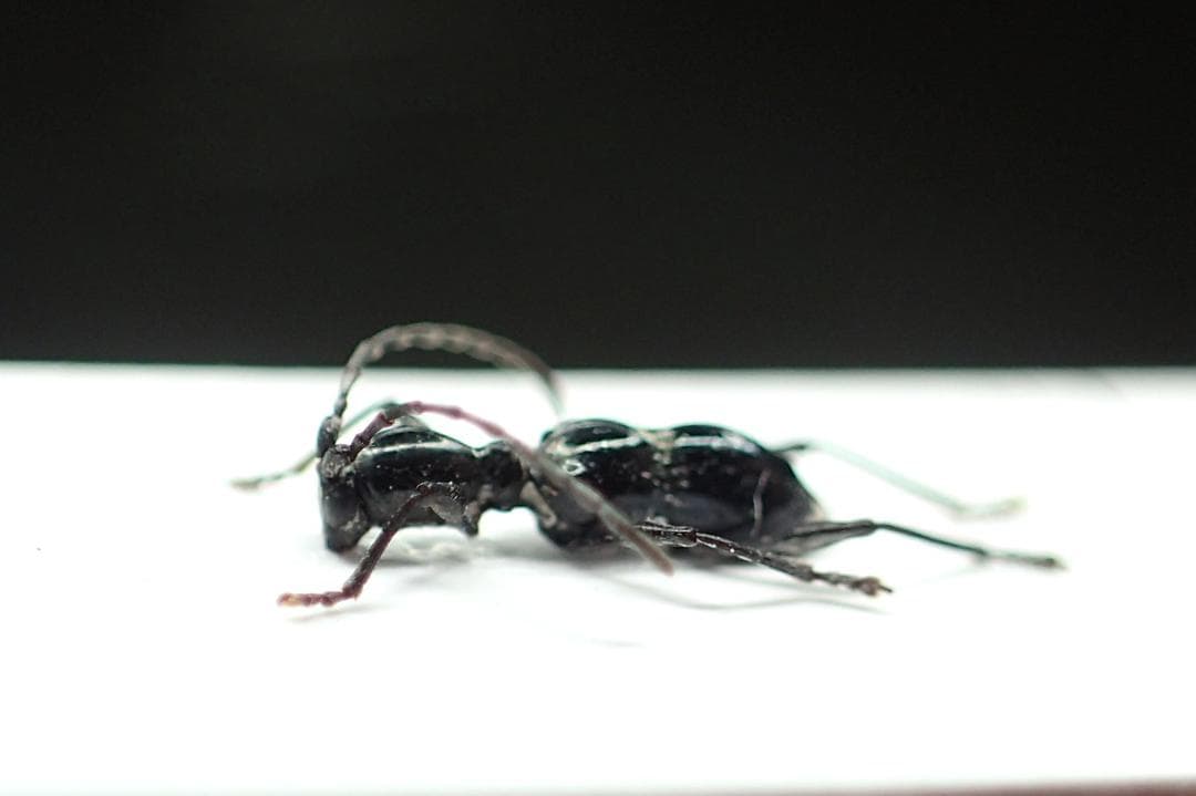 アリにそっくりな超小型のカミキリ！