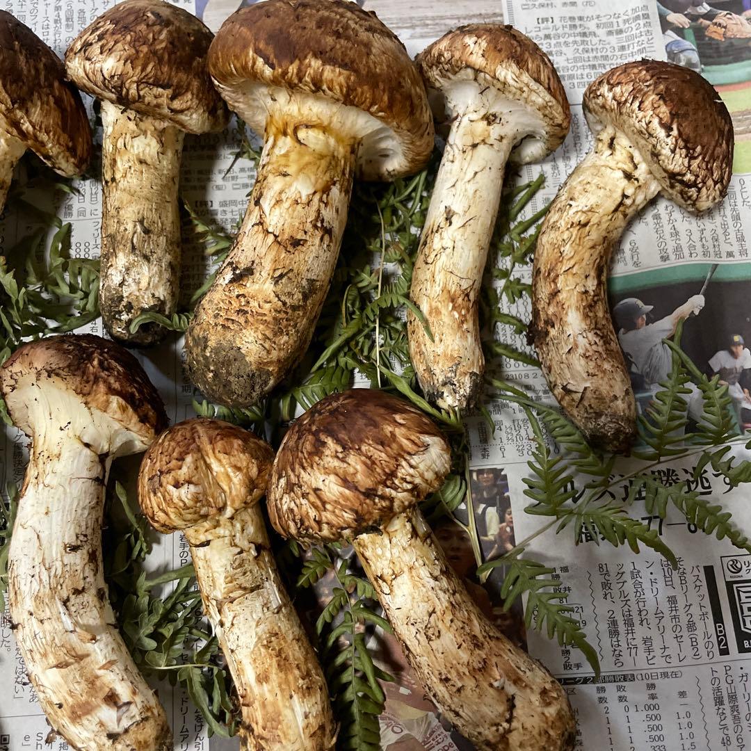 岩手県産マツタケ