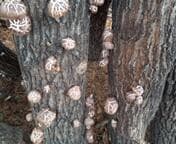 ぼたん夫人さまご予約専用 大分県特産 生どんこ椎茸「秋子」