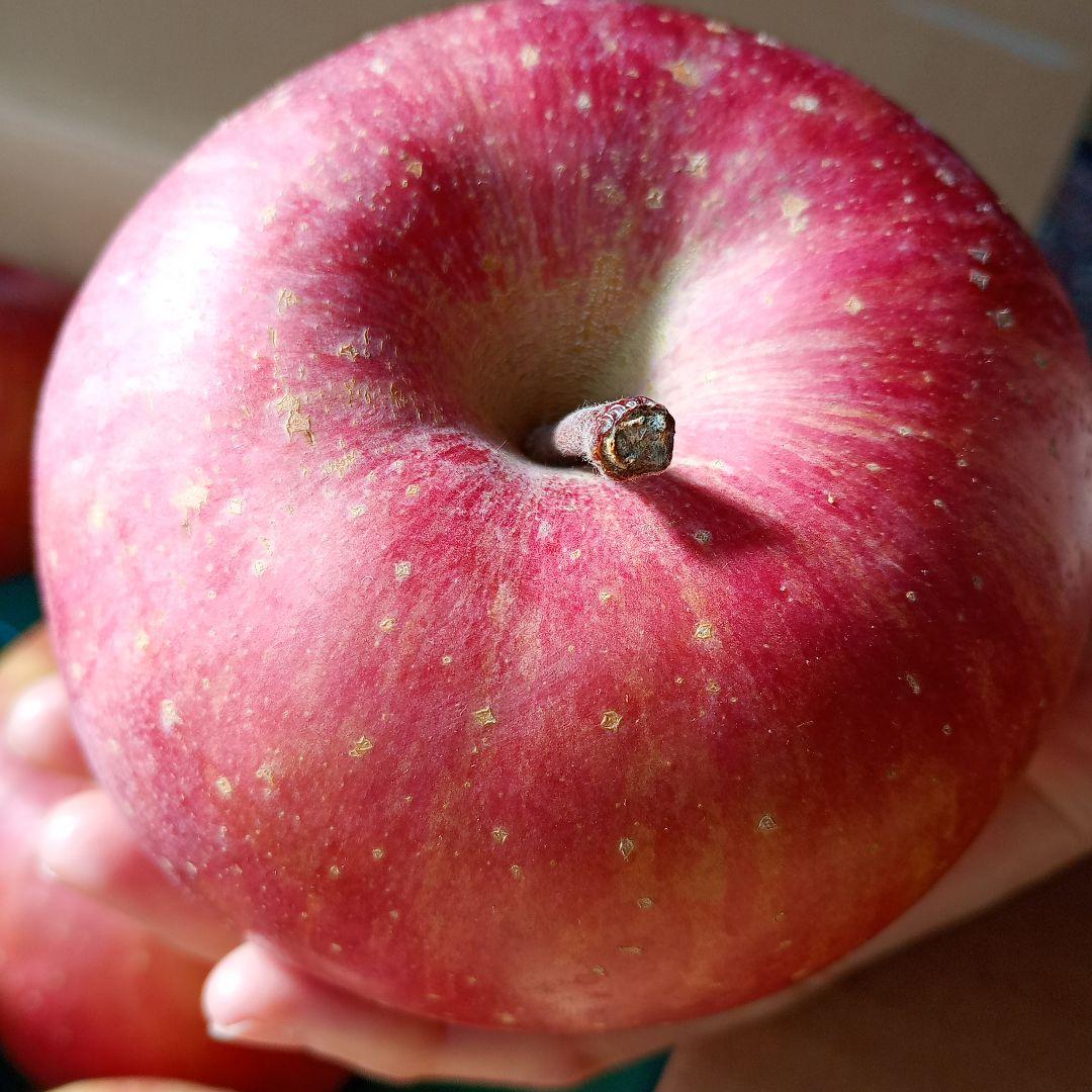 青森　葉取らずサンふじ　10キロ箱　赤特秀