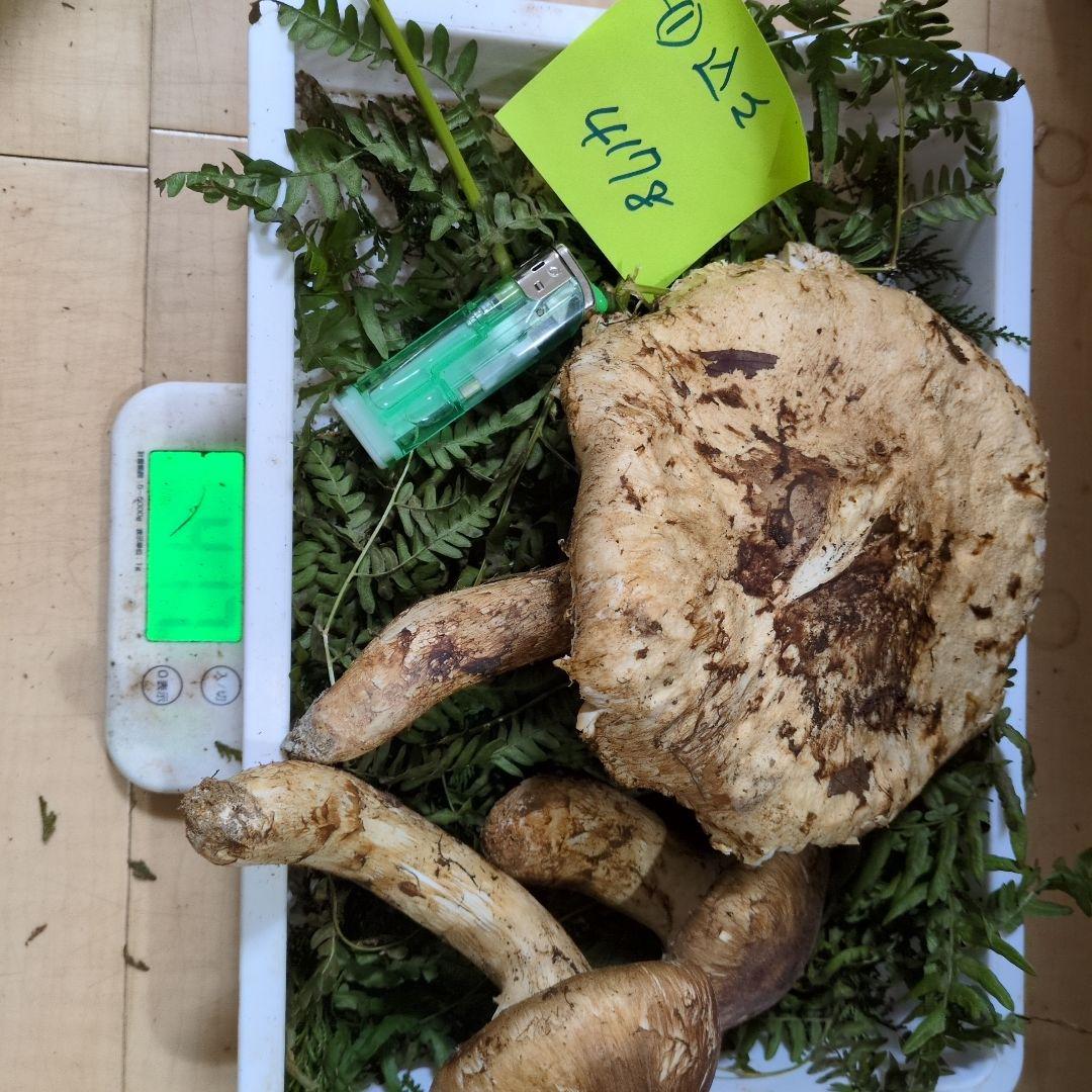 和歌山松茸 新鮮朝市　込み込み　417㌘