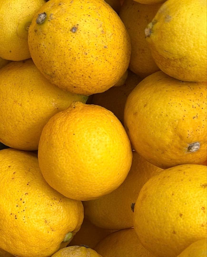 国産　瀬戸田レモン農薬不使用　　h