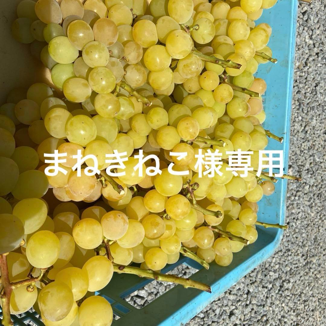 ゴールドシャイマスカット　房箱込み5キロ　　専用